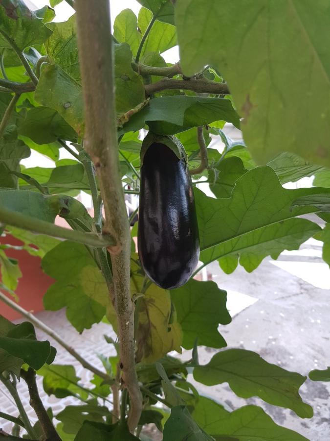 La Maison Aux Orchidees Petit-Bourg Eksteriør bilde